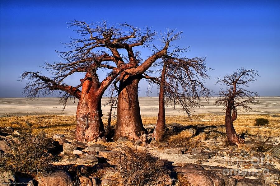 Baobabs at Kubu Photograph by Mareko Marciniak