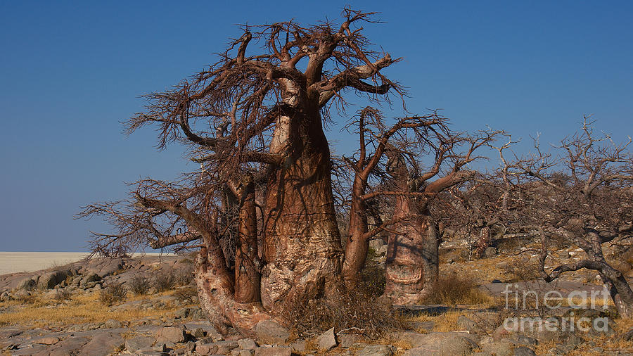 Baobabs Photograph by Mareko Marciniak