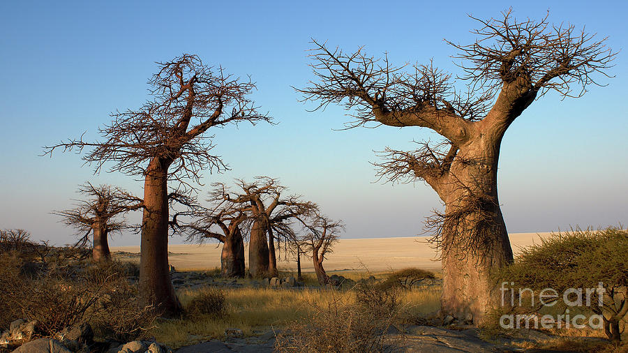 Baobabs of Makgadikgadi Photograph by Mareko Marciniak