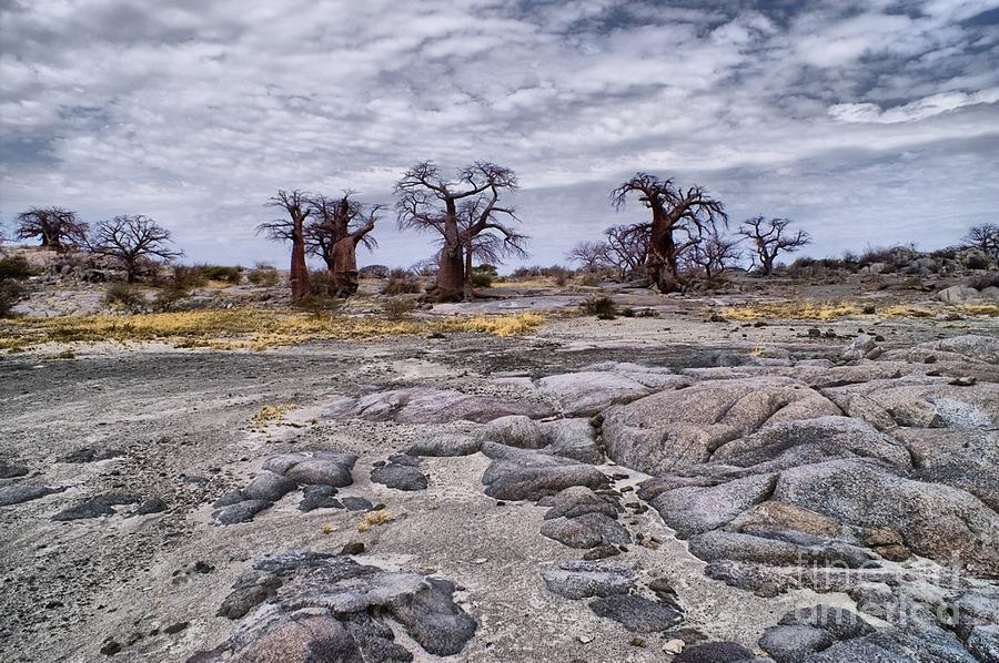 Baobabs on the roks Photograph by Mareko Marciniak