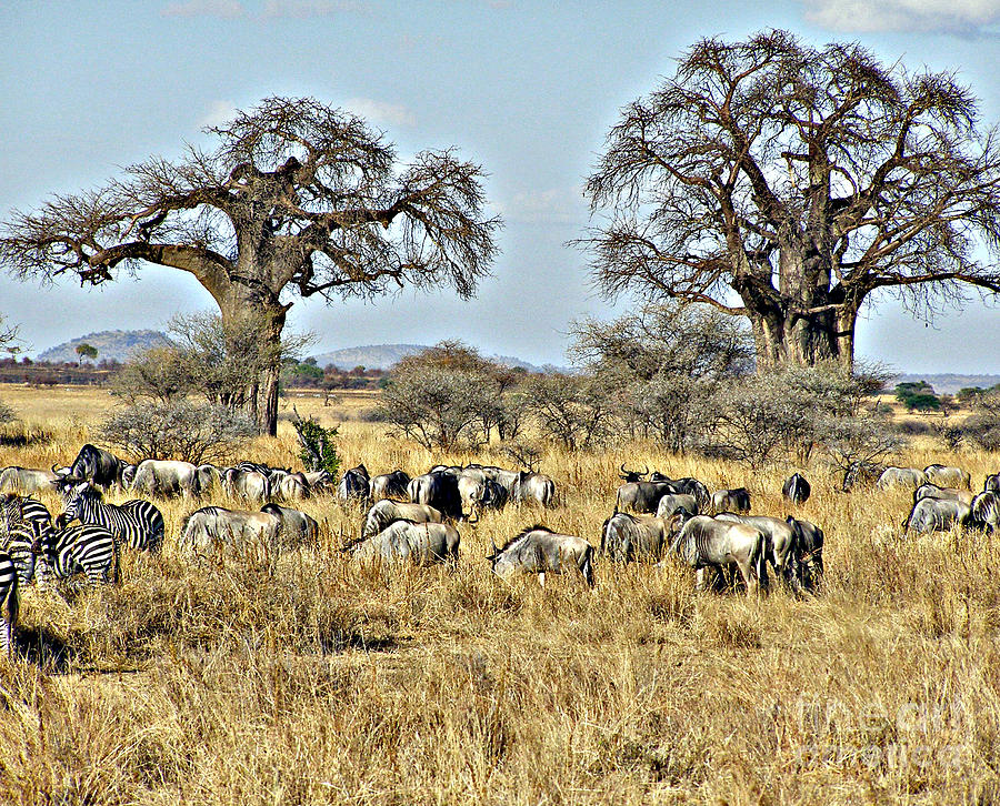 Baobob Trees  Zebra and Wildebeests Photograph by Louise Peardon