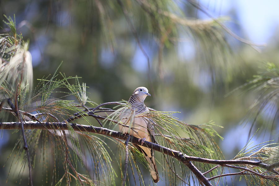 Dove Photograph - Bar-Shouldered Dove Juvenile by Douglas Barnard