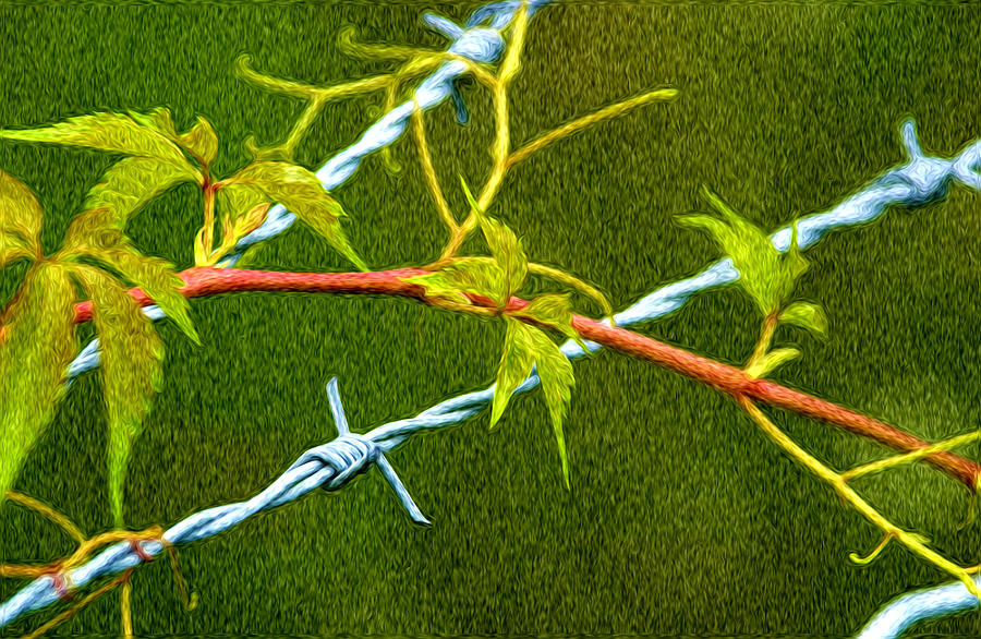 Barb Wire and Vine - 2 Photograph by Larry Mulvehill