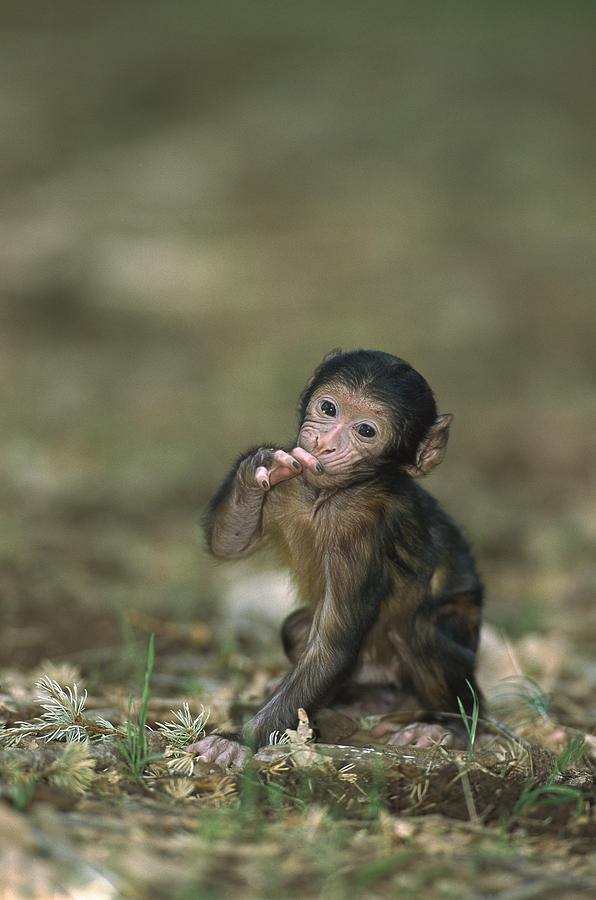 Barbary Macaque Macaca Sylvanus Infant Photograph by Cyril Ruoso