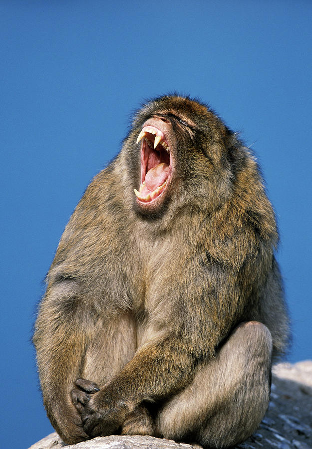 Barbary Macaque Yawning Photograph by Martin Woike