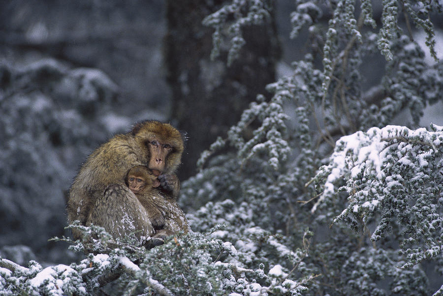 Barbary Macaque Male With Infant Photograph by Cyril Ruoso