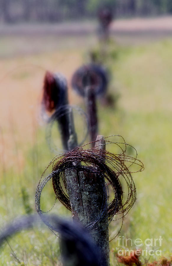 Barbed Wire Photograph by Douglas Stucky