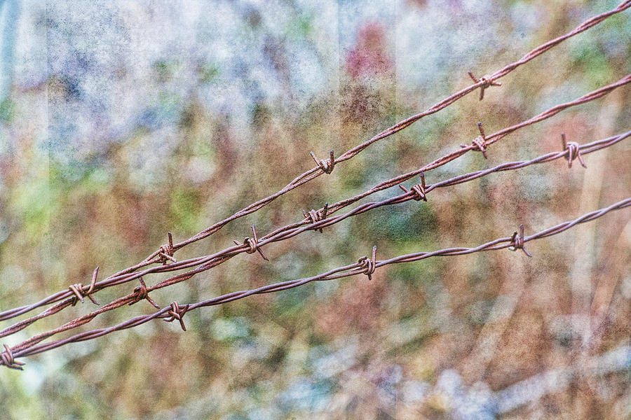 Barbed Wire Fence Photograph by Bonnie Bruno