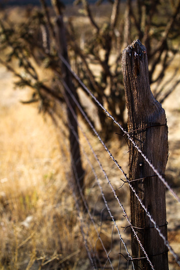 Cow Photograph - Barbed Wire by Jason Smith