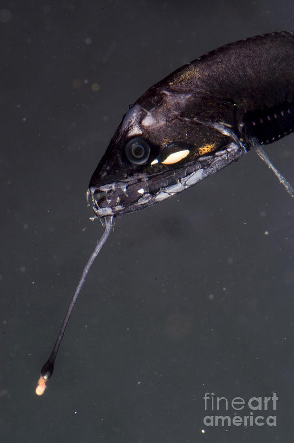 Barbeled Dragonfish Photograph by Dante Fenolio