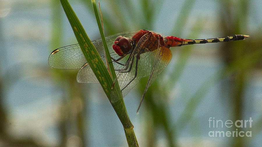 Barbet dragonfly Photograph by Mareko Marciniak