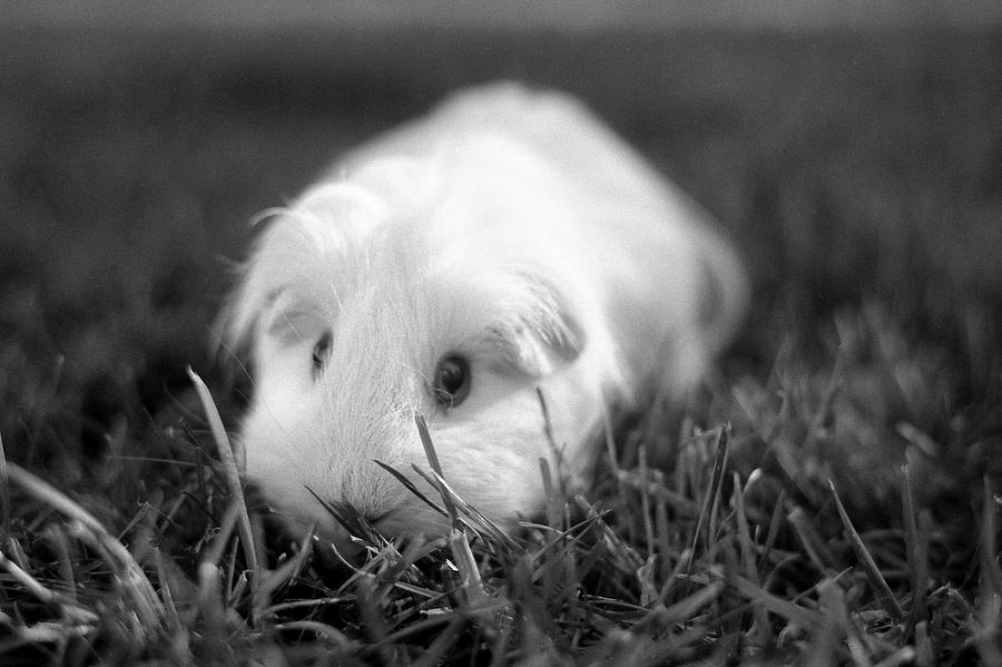 Barbie Guinea Pig Photograph by Mariola Bitner