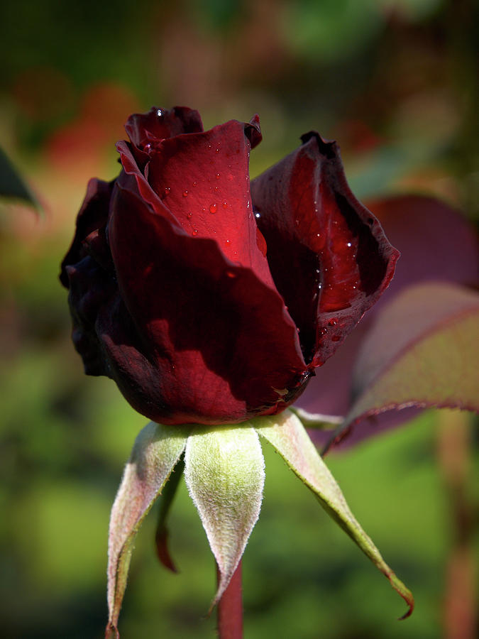 Barcarole rose 2 Photograph by Jouko Lehto