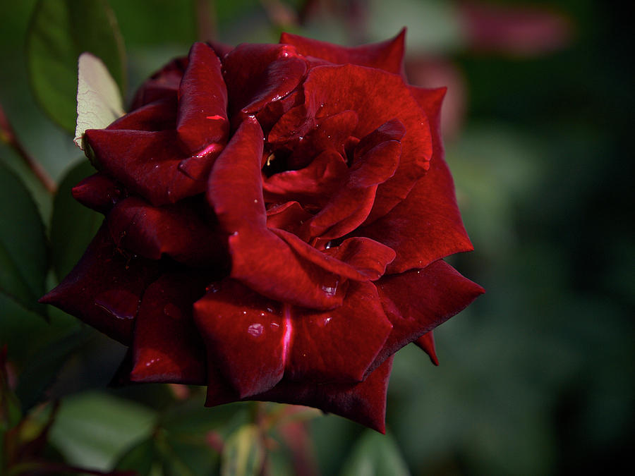 Barcarole rose Photograph by Jouko Lehto