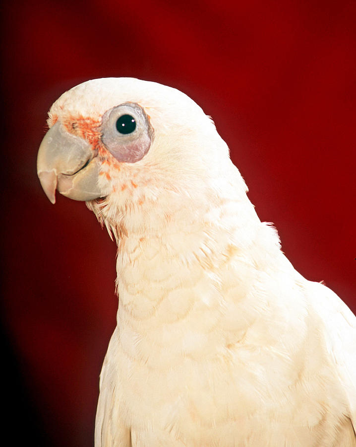 bare eyed cockatoo