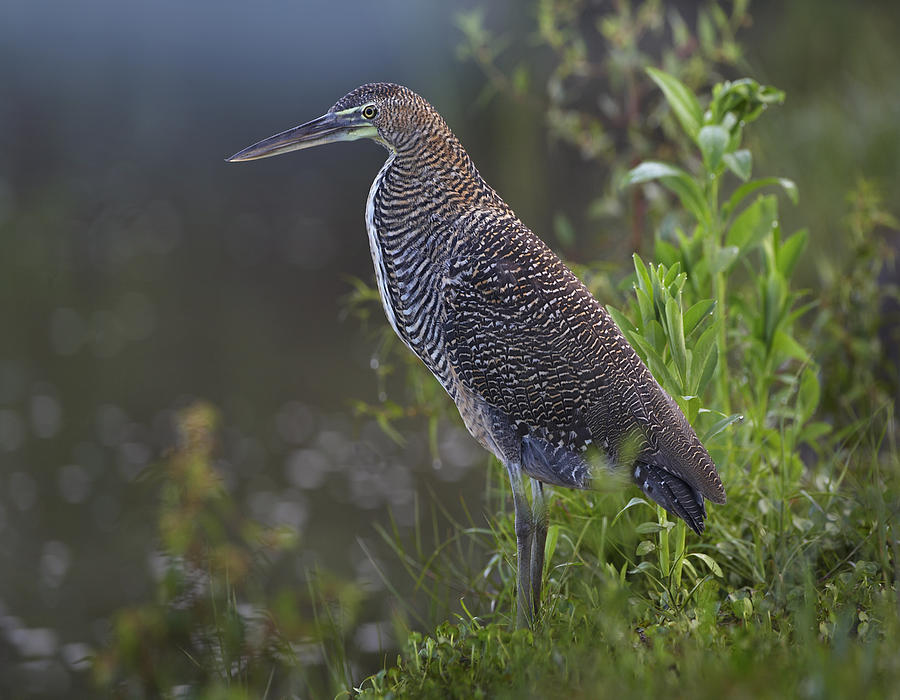 Bare Throated Tiger Heron Portrait Photograph by Tim Fitzharris