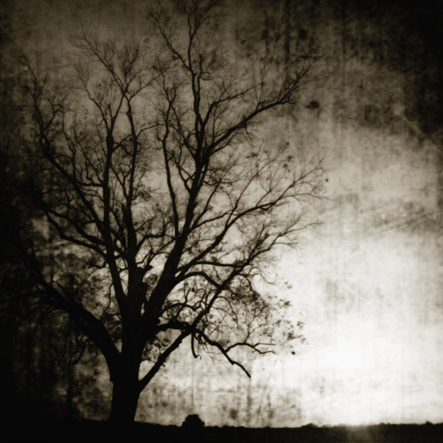 Inspirational Photograph - Bare Tree at Sunset 2 by Skip Nall