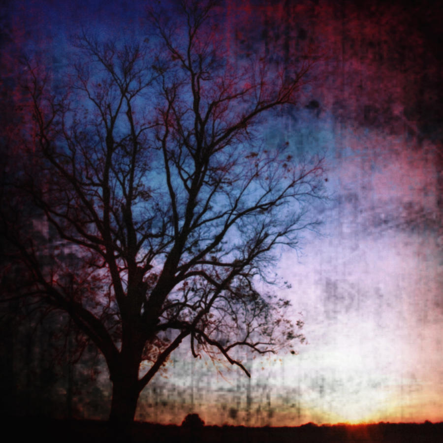 Bare Tree Silhouetted Against Colorful Sky Photograph by Skip Nall