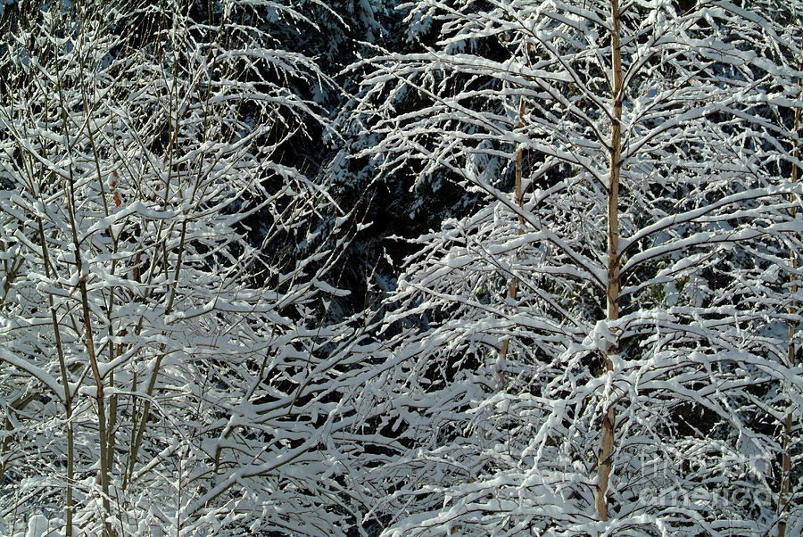 Bare tree branches covered in snow Photograph by Sami Sarkis