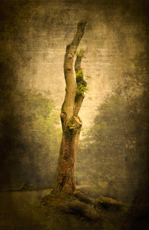 Nature Photograph - Bare Tree by Svetlana Sewell