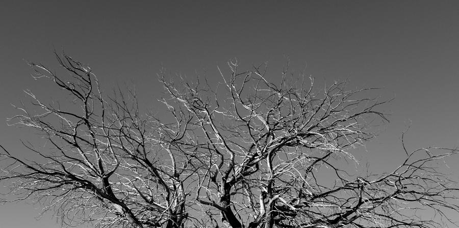 Bare Tree Top  Photograph by Kim Galluzzo