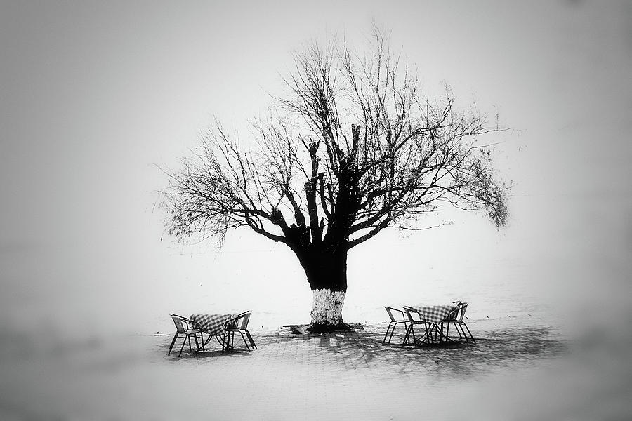 Bare Tree Photograph by YongJun Qin