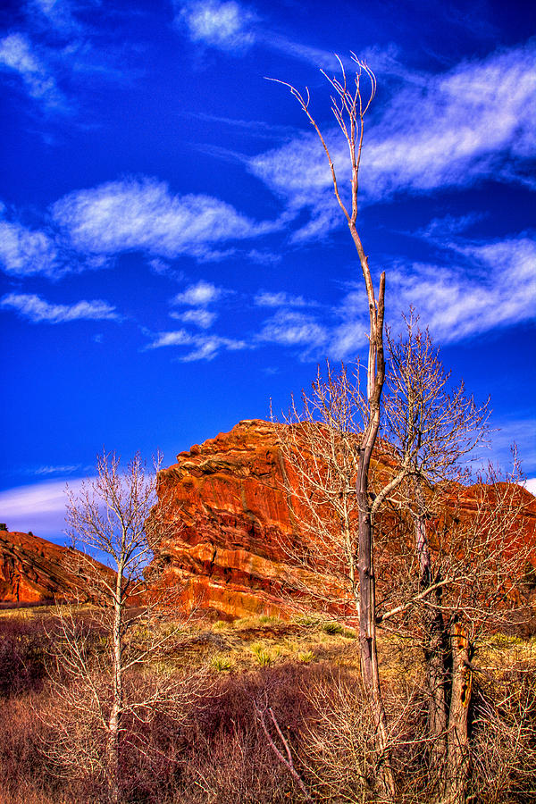 Bare Trees at Red Rocks Photograph by David Patterson