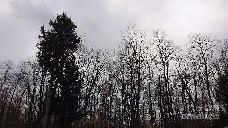 Bare Trees Photograph by Judy Via-Wolff