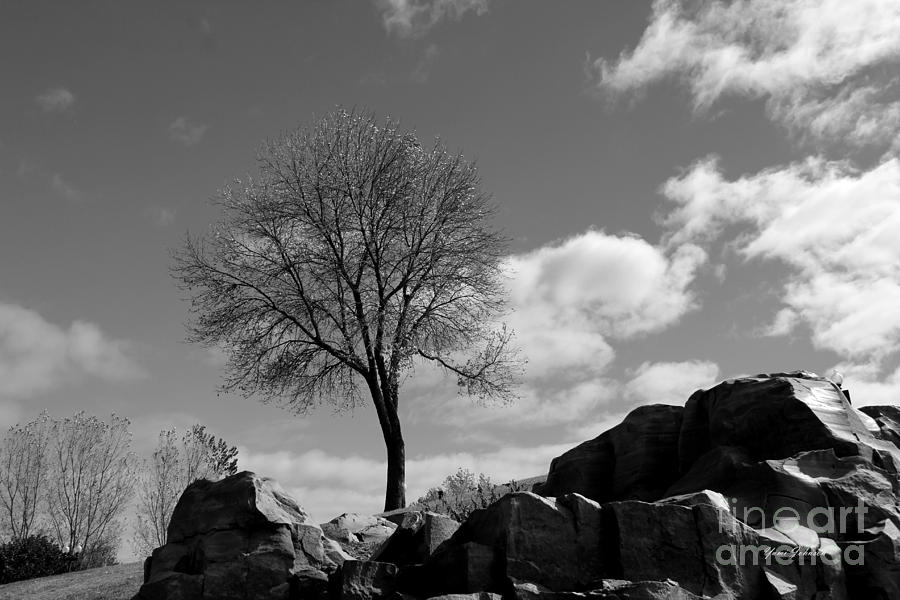 Bared tree Photograph by Yumi Johnson
