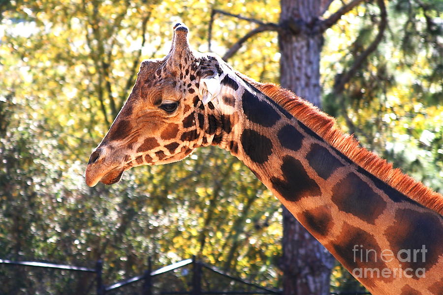 Baringo Giraffe Photograph by Henrik Lehnerer