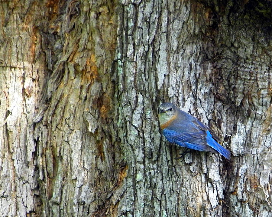 Bark and Bluebird Photograph by Judy Wanamaker
