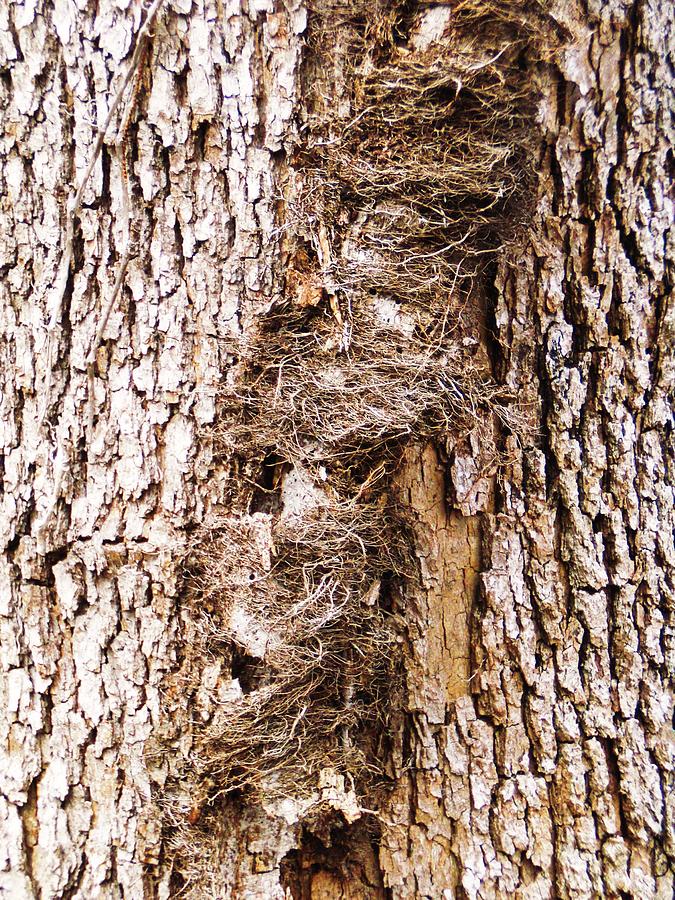 Bark Closeup Photograph by Nancy Sisco