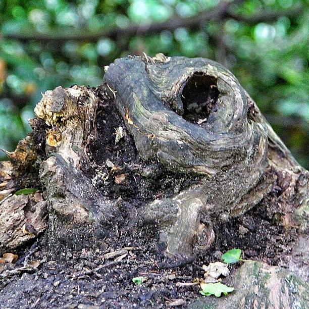 Bark Face #iseefaces Photograph by Carl Milner