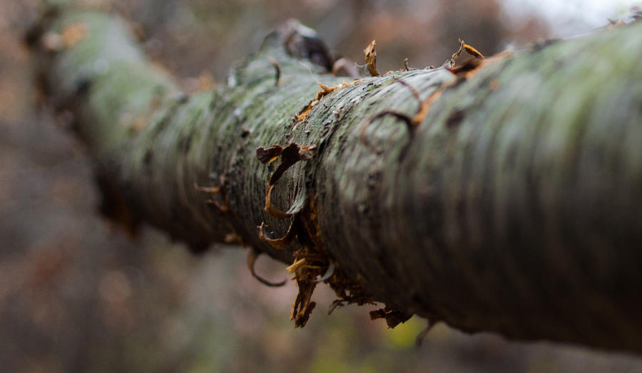 Nature Photograph - Bark by Kelly Anderson