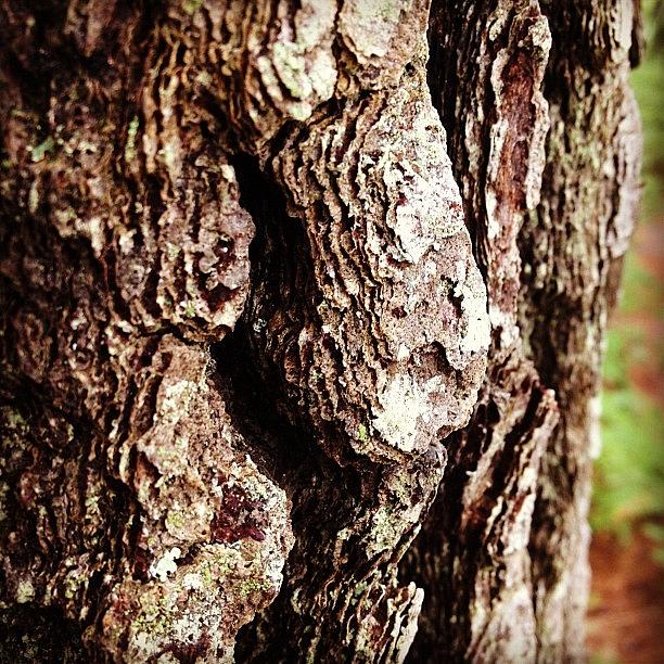 Maine Photograph - Bark Lichen #maine Woods by Debbie Lazinsky