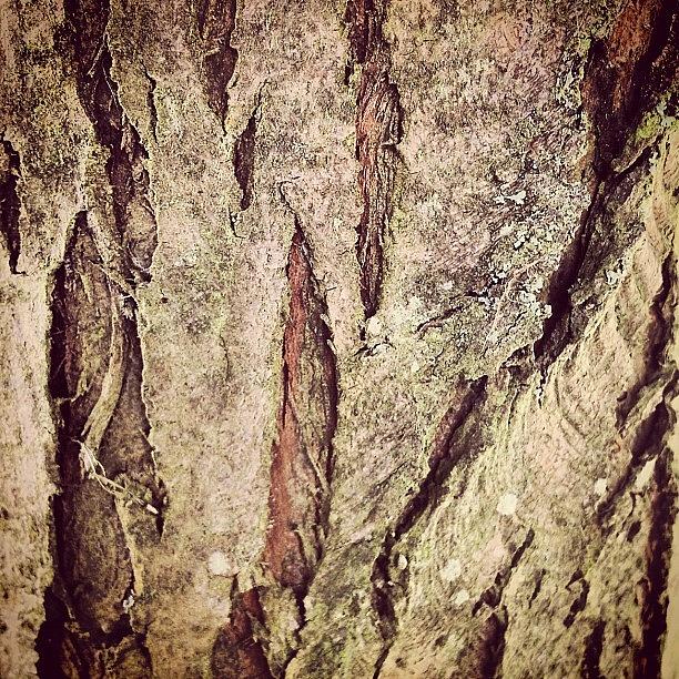 Close Up Photograph - Bark by Nic Squirrell