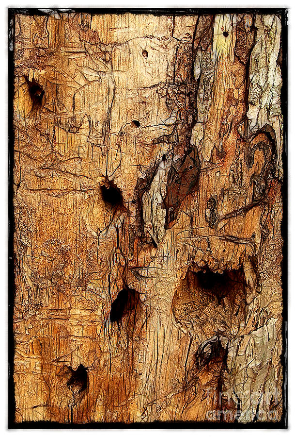 Bark with Woodpecker Holes Photograph by Judi Bagwell