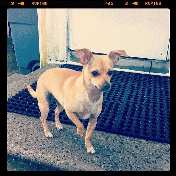 Chihuahua Photograph - Barking @ The Workers In The Next Yard by Rosa Leon