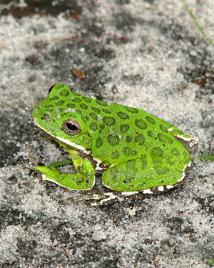 Barking Tree Frog Photograph by Peggy Urban