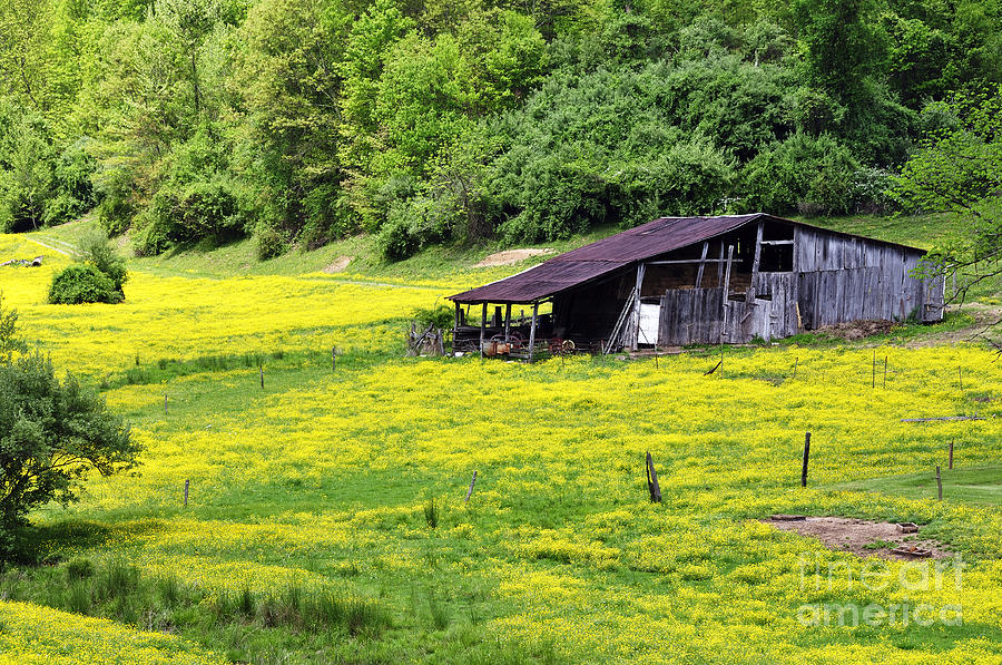 Barn and Buttercups Photograph by Thomas R Fletcher