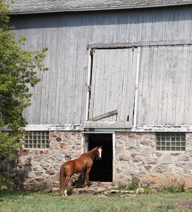 Barn and Horse Photograph by Kristine Bogdanovich