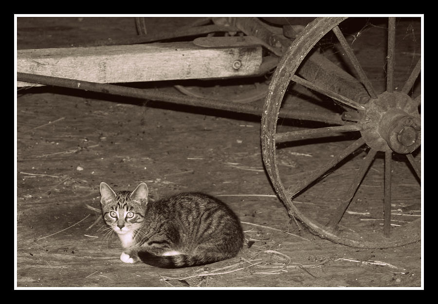 Barn Cat II Photograph by Lora Mercado