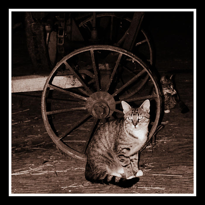 Barn Cat Photograph by Lora Mercado