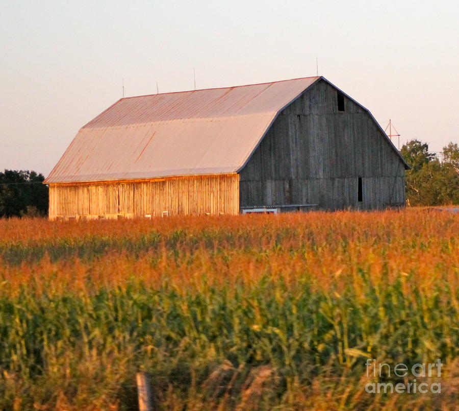 Barn in cornfield Photograph by Pamela Walrath