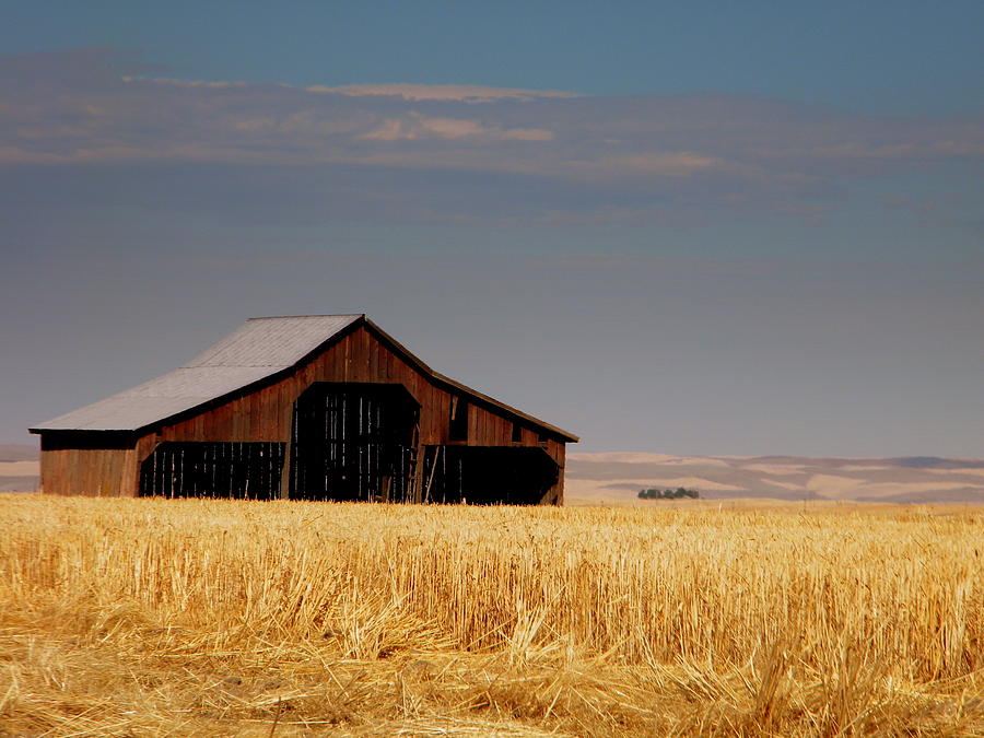 Barn In Wheat Field Photograph by Britney Spoonemore