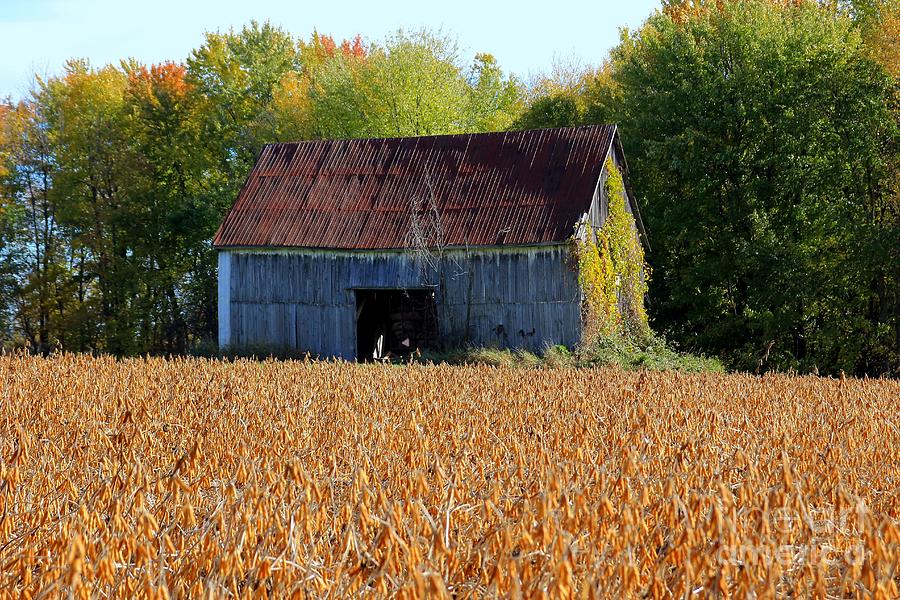 Barn on corn field Photograph by Sophie Vigneault - Fine Art America