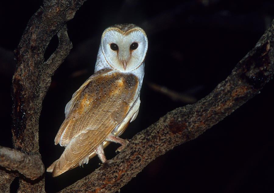 Barn Owl Photograph by Bruce J Robinson