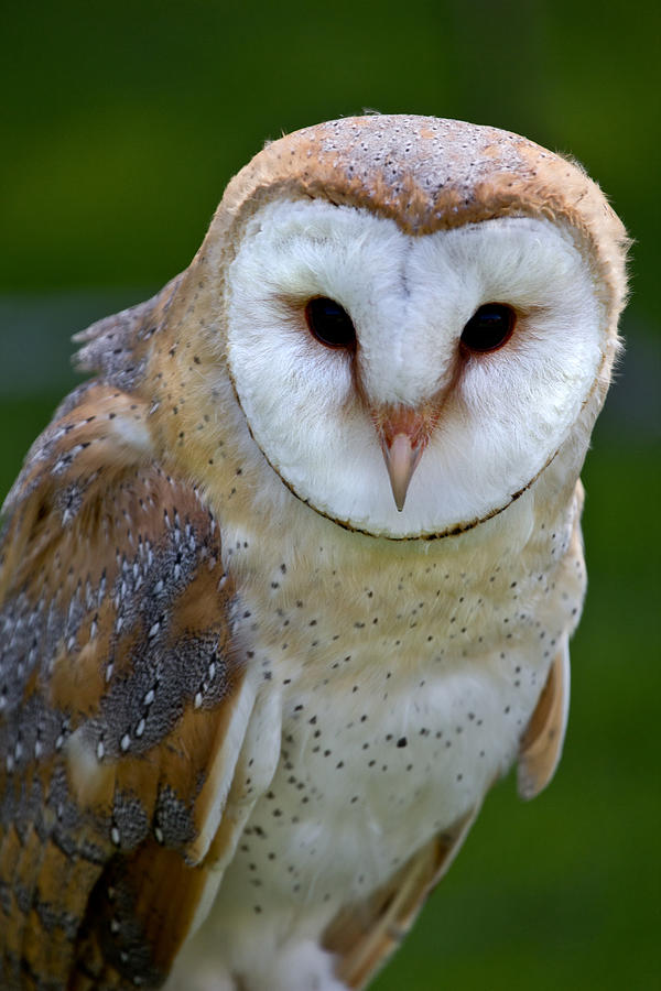 Barn Owl Photograph by Celine Pollard