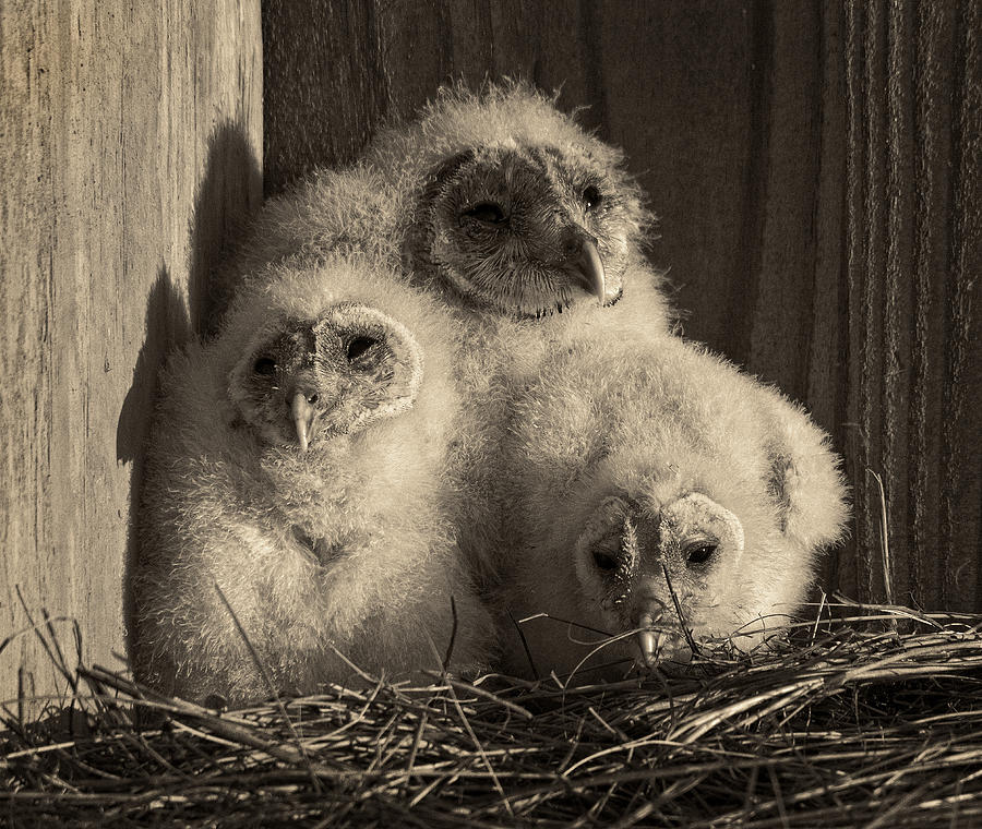 Barn Owl Chicks Photograph by Wade Aiken