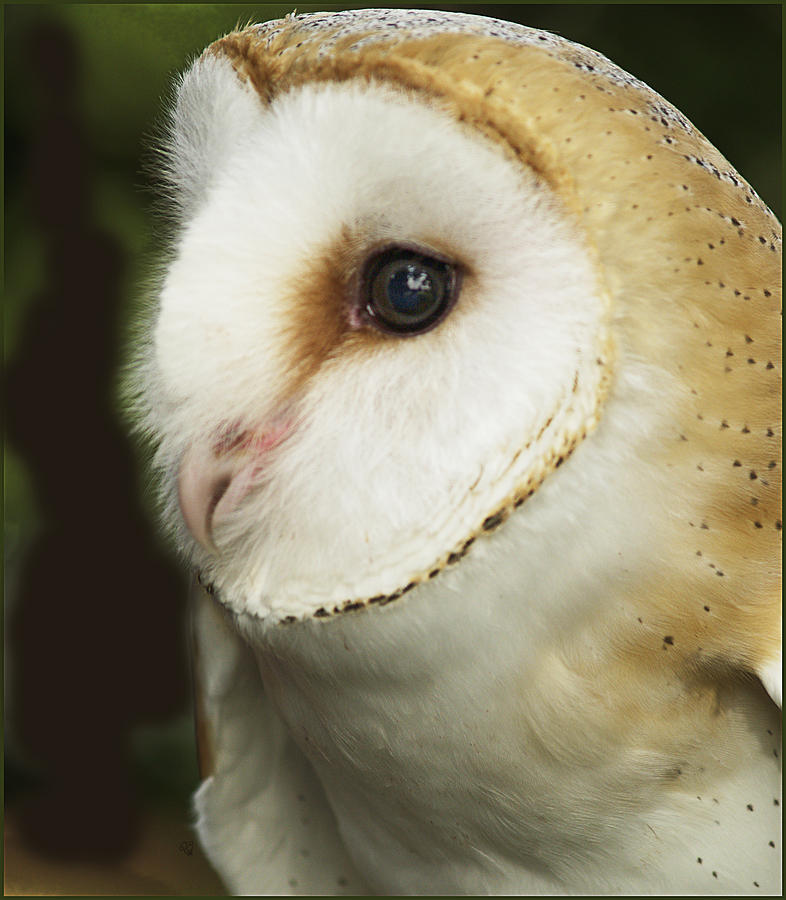 Barn Owl Close-up Photograph by Barbara Middleton